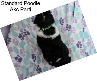 Standard Poodle Akc Parti