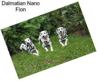 Dalmatian Nano Fion