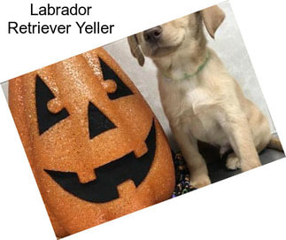 Labrador Retriever Yeller