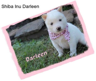 Shiba Inu Darleen