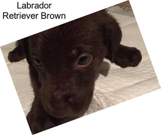 Labrador Retriever Brown