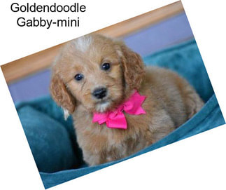 Goldendoodle Gabby-mini