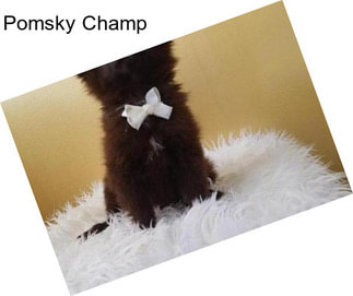 Pomsky Champ