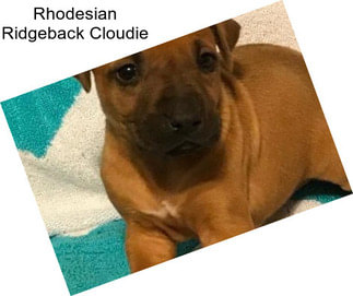 Rhodesian Ridgeback Cloudie