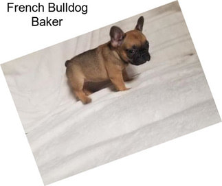 French Bulldog Baker