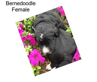 Bernedoodle Female