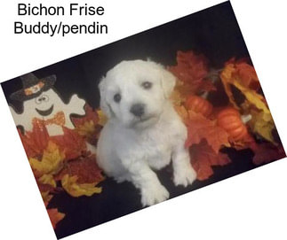 Bichon Frise Buddy/pendin