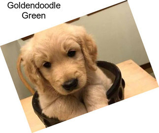 Goldendoodle Green