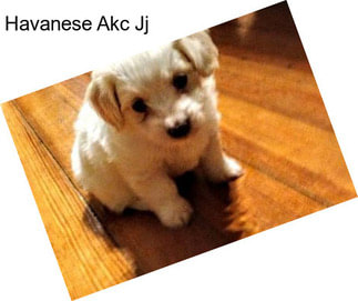 Havanese Akc Jj