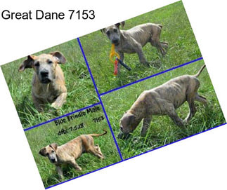 Great Dane 7153