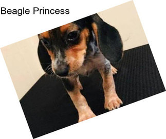 Beagle Princess