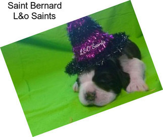 Saint Bernard L&o Saints