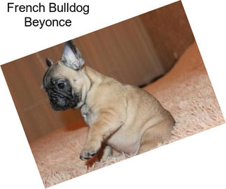 French Bulldog Beyonce