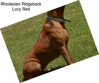 Rhodesian Ridgeback Lucy Red