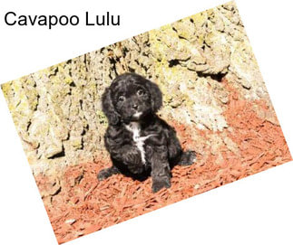 Cavapoo Lulu