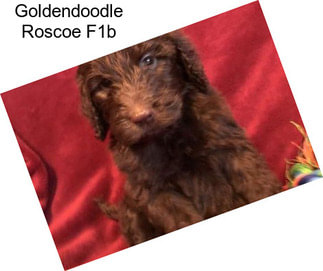 Goldendoodle Roscoe F1b