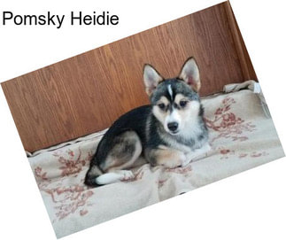 Pomsky Heidie