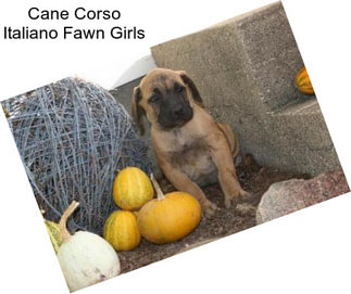 Cane Corso Italiano Fawn Girls