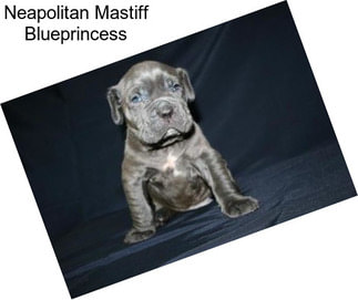 Neapolitan Mastiff Blueprincess