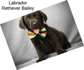 Labrador Retriever Bailey