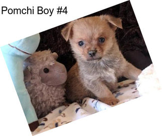 Pomchi Boy #4