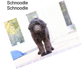 Schnoodle Schnoodle