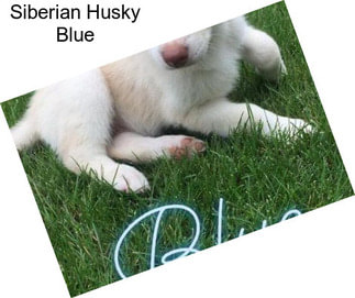 Siberian Husky Blue