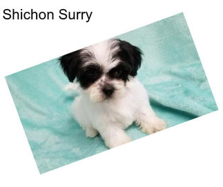 Shichon Surry