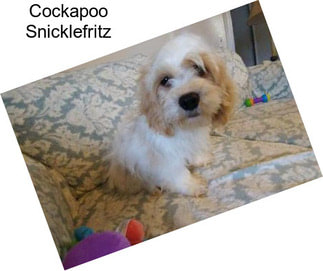 Cockapoo Snicklefritz