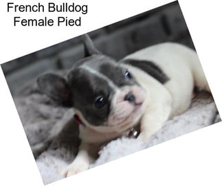 French Bulldog Female Pied
