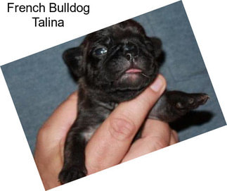 French Bulldog Talina