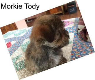 Morkie Tody