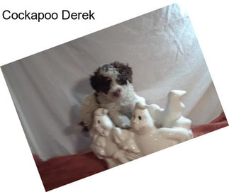 Cockapoo Derek