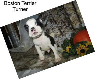 Boston Terrier Turner