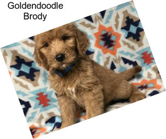 Goldendoodle Brody