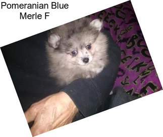 Pomeranian Blue Merle F