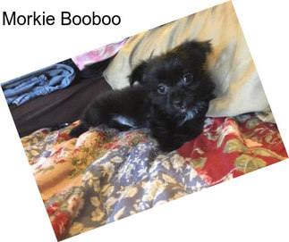 Morkie Booboo