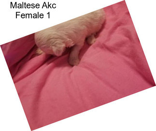 Maltese Akc Female 1