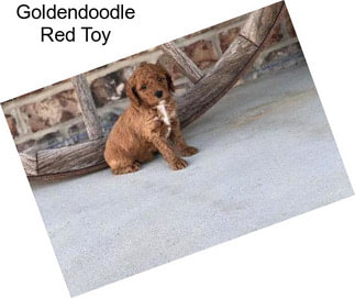 Goldendoodle Red Toy