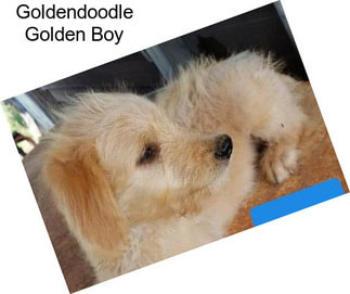 Goldendoodle Golden Boy