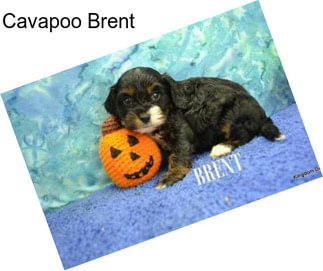 Cavapoo Brent