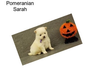 Pomeranian Sarah