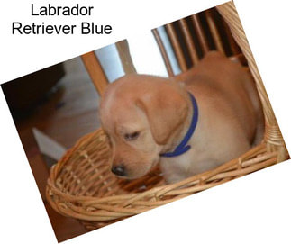 Labrador Retriever Blue