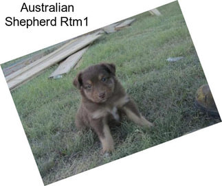 Australian Shepherd Rtm1