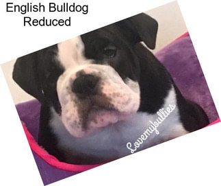 English Bulldog Reduced