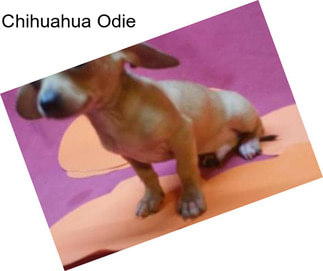 Chihuahua Odie