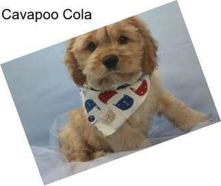 Cavapoo Cola