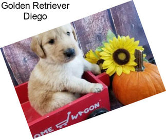 Golden Retriever Diego