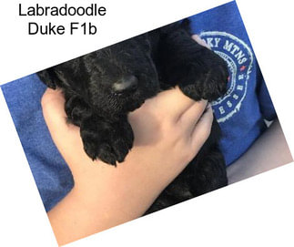 Labradoodle Duke F1b