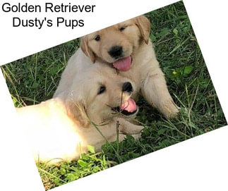 Golden Retriever Dusty\'s Pups